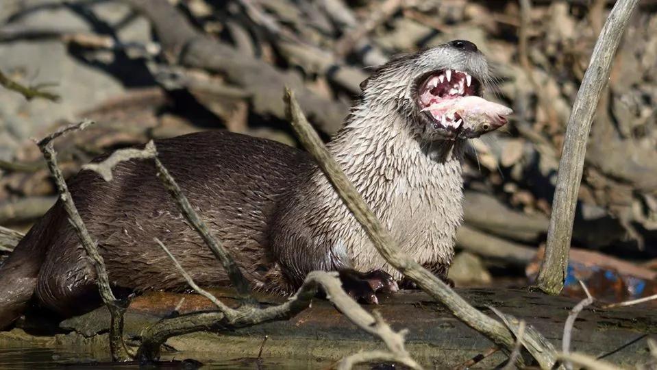 River otter with mouth wide open and a fish head sticking out